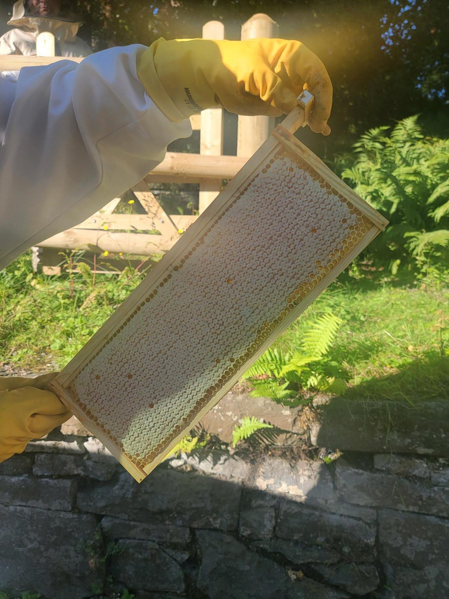 WelshMountainZo's tweet photo. 🐝 Our partnership with Colwyn Bee Honey is off to a great start! 🐝
👉 We've now added extra housing to ensure our bees have more room to thrive, and we're seeing excellent results already! 🐝
#BeeUpdate #ColwynBee #SupportingConservation #WelshMountainZoo #NationalZooOfWales https://t.co/w0zpG4HneJ