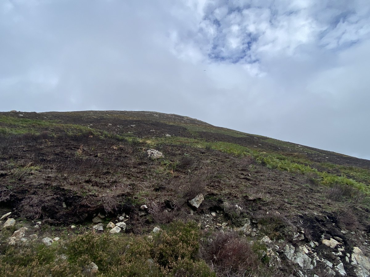 RewildScotland's tweet photo. A scorched earth 🔥policy for driven grouse shooting! AND killing stoats, weasels, raptors, crows, hedgehogs, badgers, foxes, pine marten, hares...  so a few can shoot grouse for fun during a climate &amp; biodiversity emergency is MADNESS! Nothing #glorious here. https://t.co/FJpM34SDO5