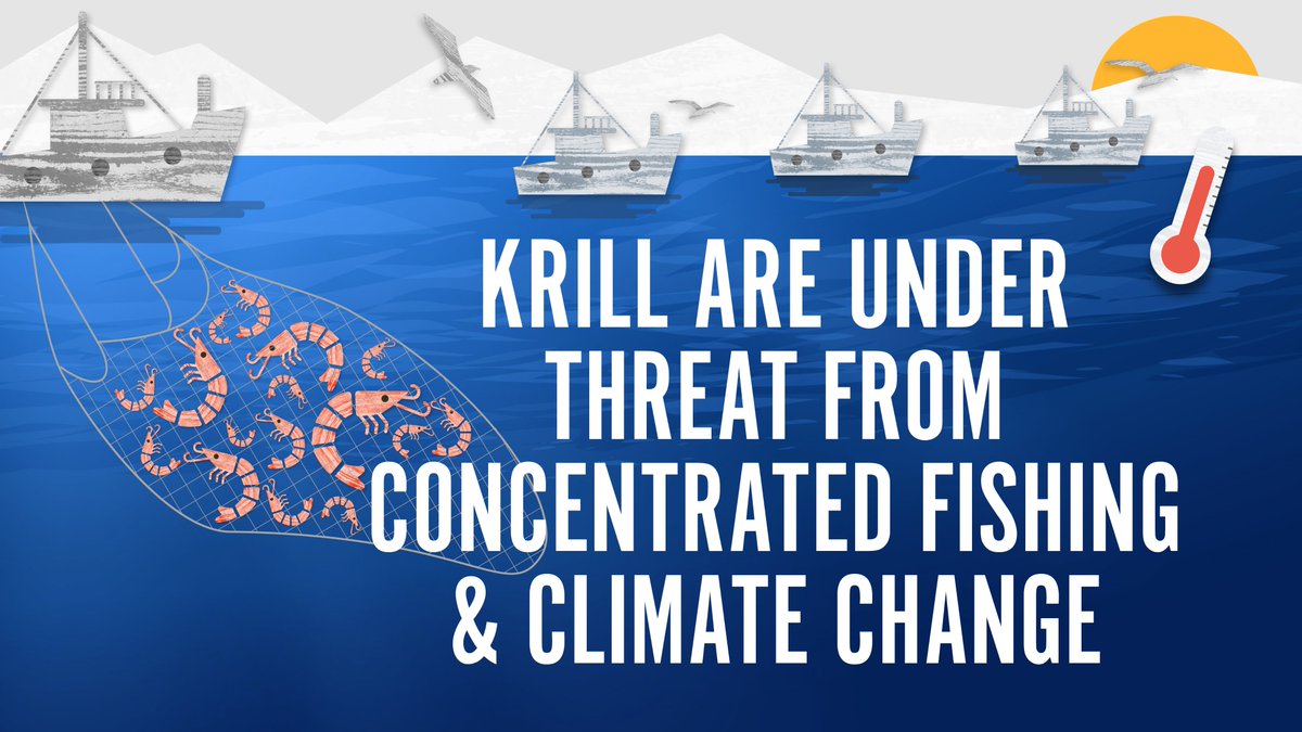 #Krill and other Antarctic species are threatened by concentrated fishing and #ClimateChange. We cannot wait any longer - we need #CCAMLR to establish new #MPAs in the #SouthernOcean in order to preserve Antarctica's precious marine life and ecosystems. #WorldKrillDay 🦐🌊💙🇦🇶