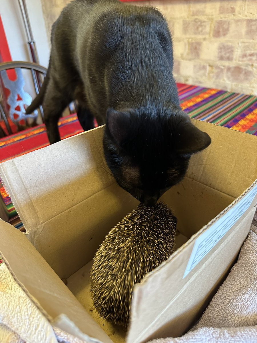 TheCatBabies's tweet photo. Bat: We had to help this little friend … he needed a bath and some breakfast, he isn’t very good at hedgehoging yet. He is back in the garden now having a sleep. Good Job us, and Mummy I suppose 🖤🐈‍⬛ https://t.co/5FBW6Qxys8