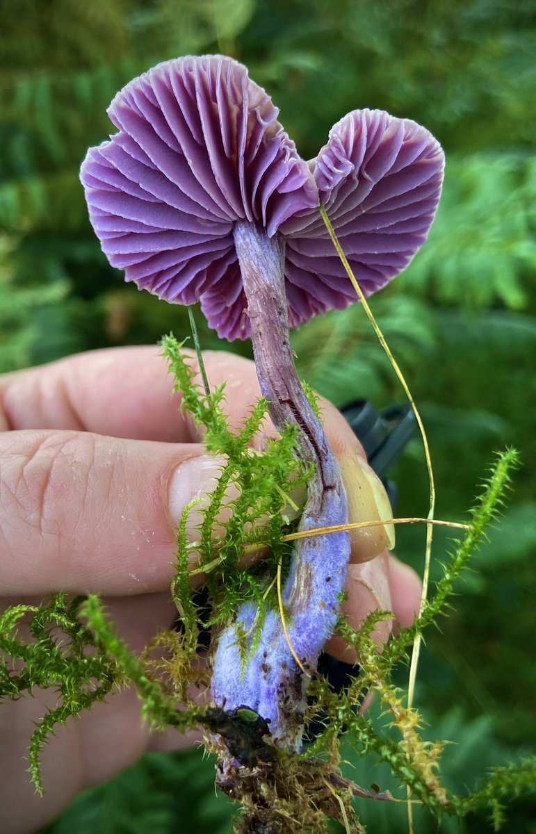 THE DECEIVERS ARE COMING! 💜Amethyst Deceiver. I’ve seen hundreds already &amp; it’s only the beginning of the season here in the UK. Smashing! #Laccariaamethystina