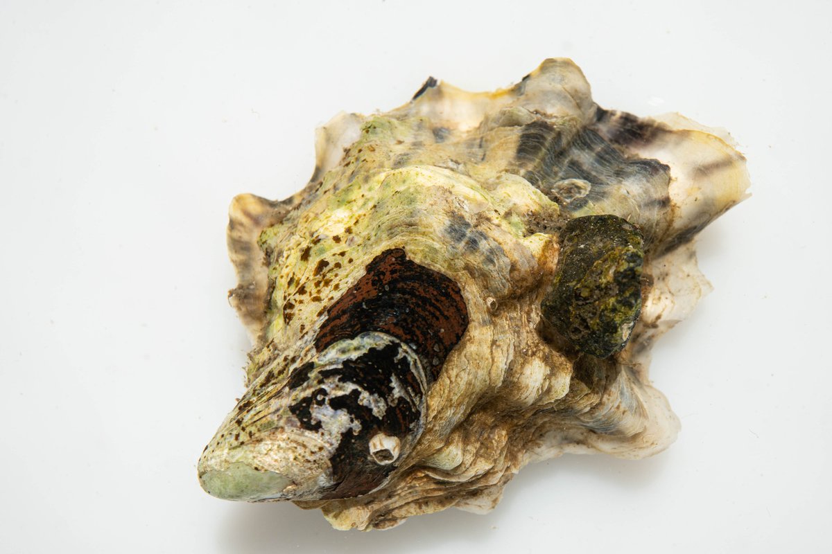 #fremmedartslista2023 ble lansert av @Artsdatabanken i dag. Nå har vi ny kunnskap om over 2300 fremmede arter. Hvorfor fremmede arter kan være en trussel mot norsk naturmangfold, leser du her: sabima.no/hva-truer-natu…
Foto av stillehavsøsters: Hauk Are Fjeld/Sabima