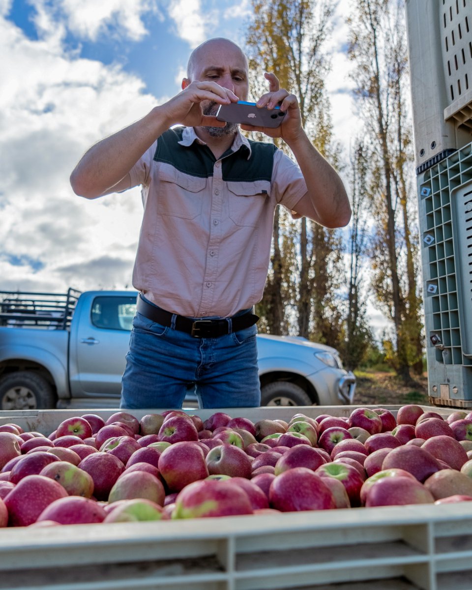 Pixofarmapp's tweet photo. The countdown to the harvest begins! 🚜 Imagine this: With Pixofarm's Bin Scan, you can not only monitor the harvest in the orchard, but also streamline post-harvest measures and logistical efforts in the orchard and packhouse! 🏠💯

 #agtech #smartfarming #precisionagriculture https://t.co/4H9cHWWuIY