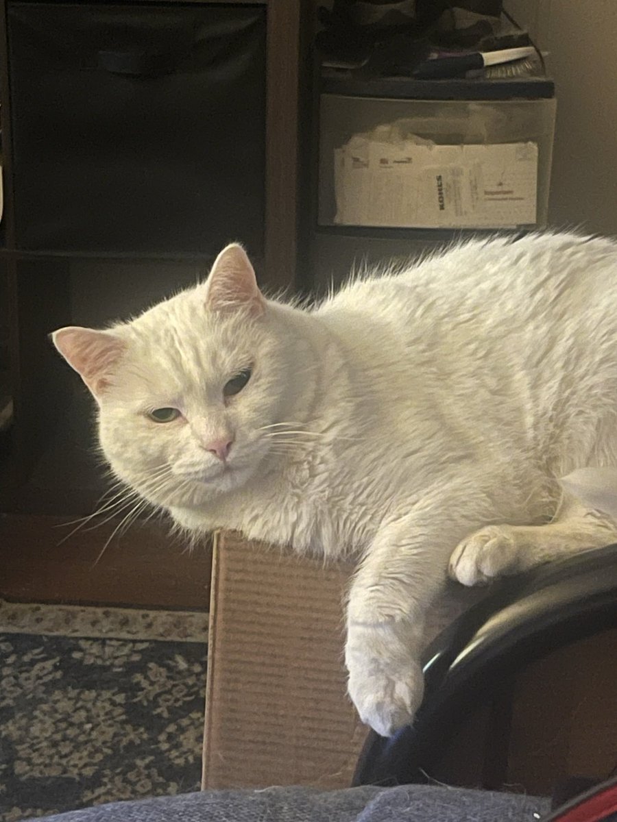 thompsonlisaa's tweet photo. @ShouldHaveCat This is Smudge. https://t.co/m7pSWvAL9v