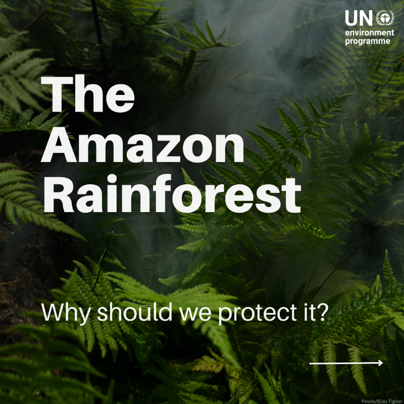 UNEP's tweet photo. Despite its global importance, the Amazon rainforest is being degraded by multiple threats.

Experts warn that it is rapidly reaching a "point of no return" unless urgent action is taken.

Take a look at 5 reasons we should protect this precious natural resource.