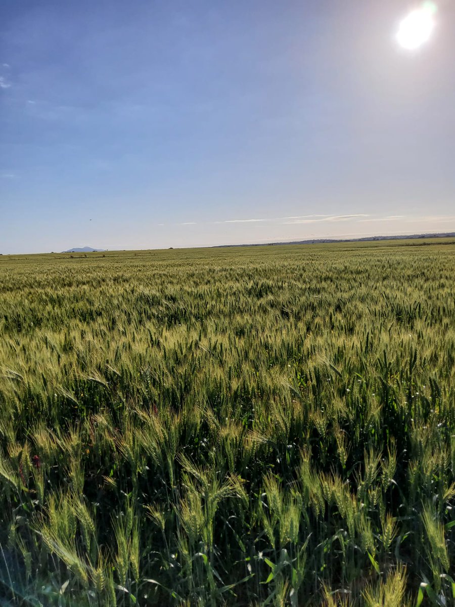 Boots on the ground; no substitute!! Mash West 10/08/2023
Loving it more!