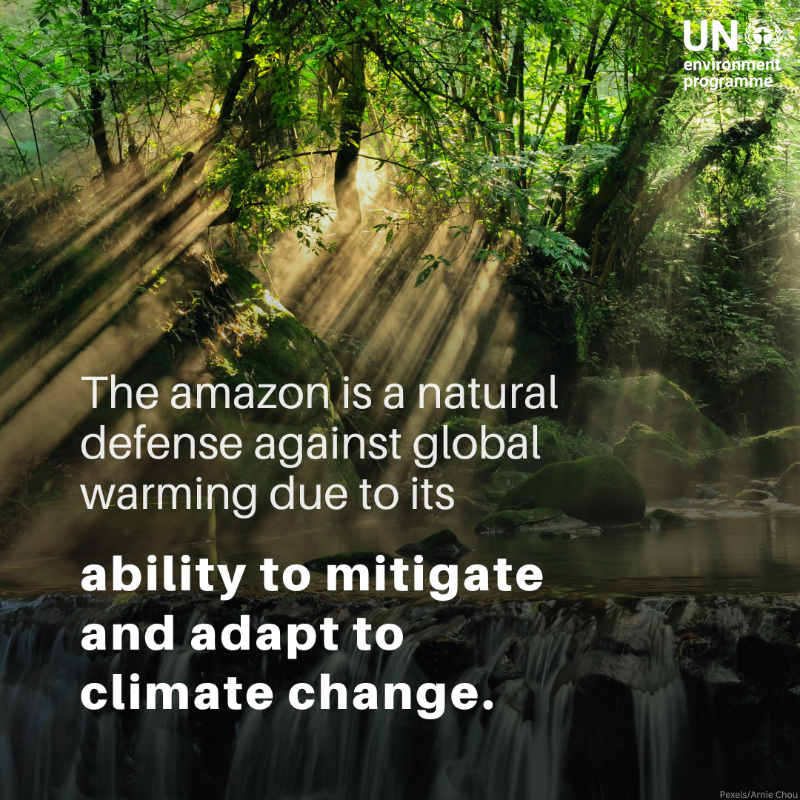 UNEP's tweet photo. Despite its global importance, the Amazon rainforest is being degraded by multiple threats.

Experts warn that it is rapidly reaching a "point of no return" unless urgent action is taken.

Take a look at 5 reasons we should protect this precious natural resource.