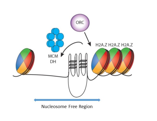 MariePrioleau's tweet photo. Happy to share our latest publication; great teamwork @IJMonod in collaboration with F.Picard @Lyon_LBMC. Dimeric G-quadruplex motifs-induced NFRs determine strong replication origins in vertebrates https://t.co/fp7naRxhtP https://t.co/vwbRpWLBx3