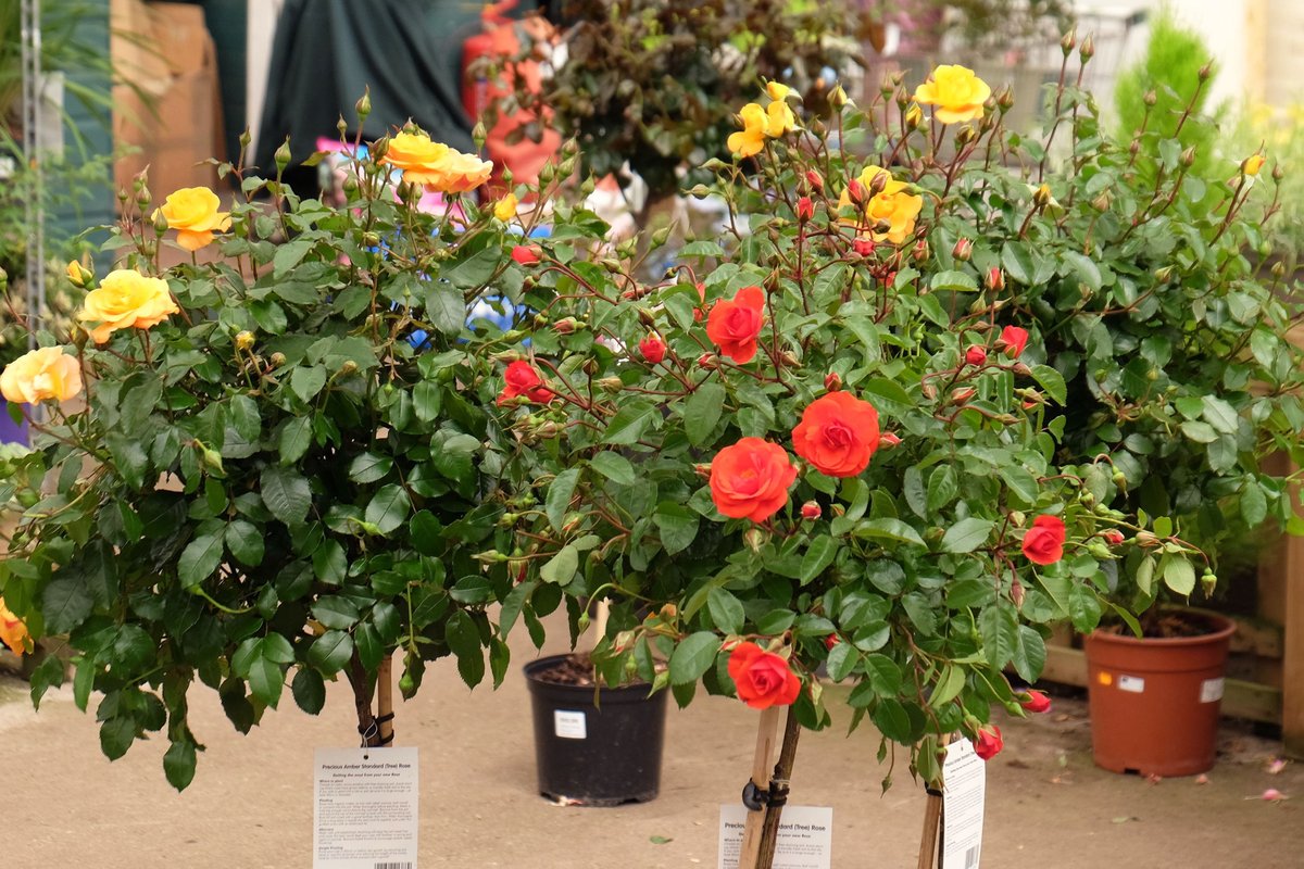 Everything could be coming up roses after a visit to Cardwell Garden Centre. We’ve a fine selection of red, yellow and pink rose bushes in stock for planting in a pot, or in the ground.