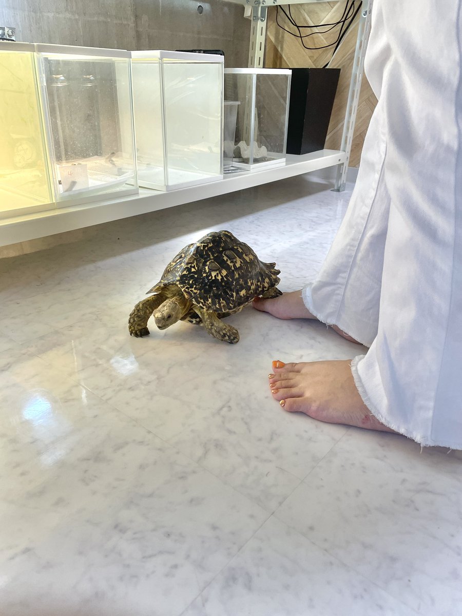happy_kirichans's tweet image. 女子生き物ラボの、ランド君

秘技「後ろ足の爪食い込ませ踏み」

🐢💨💨💨