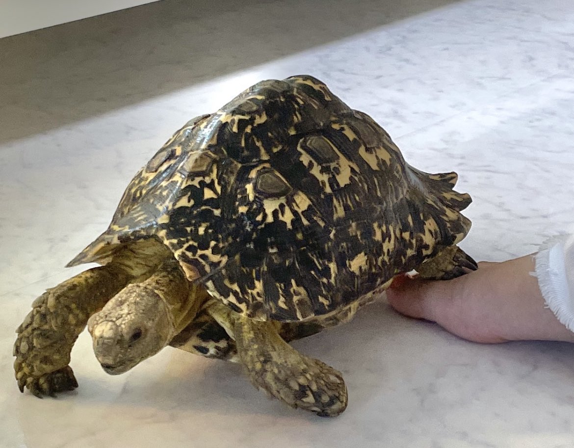 happy_kirichans's tweet image. 女子生き物ラボの、ランド君

秘技「後ろ足の爪食い込ませ踏み」

🐢💨💨💨