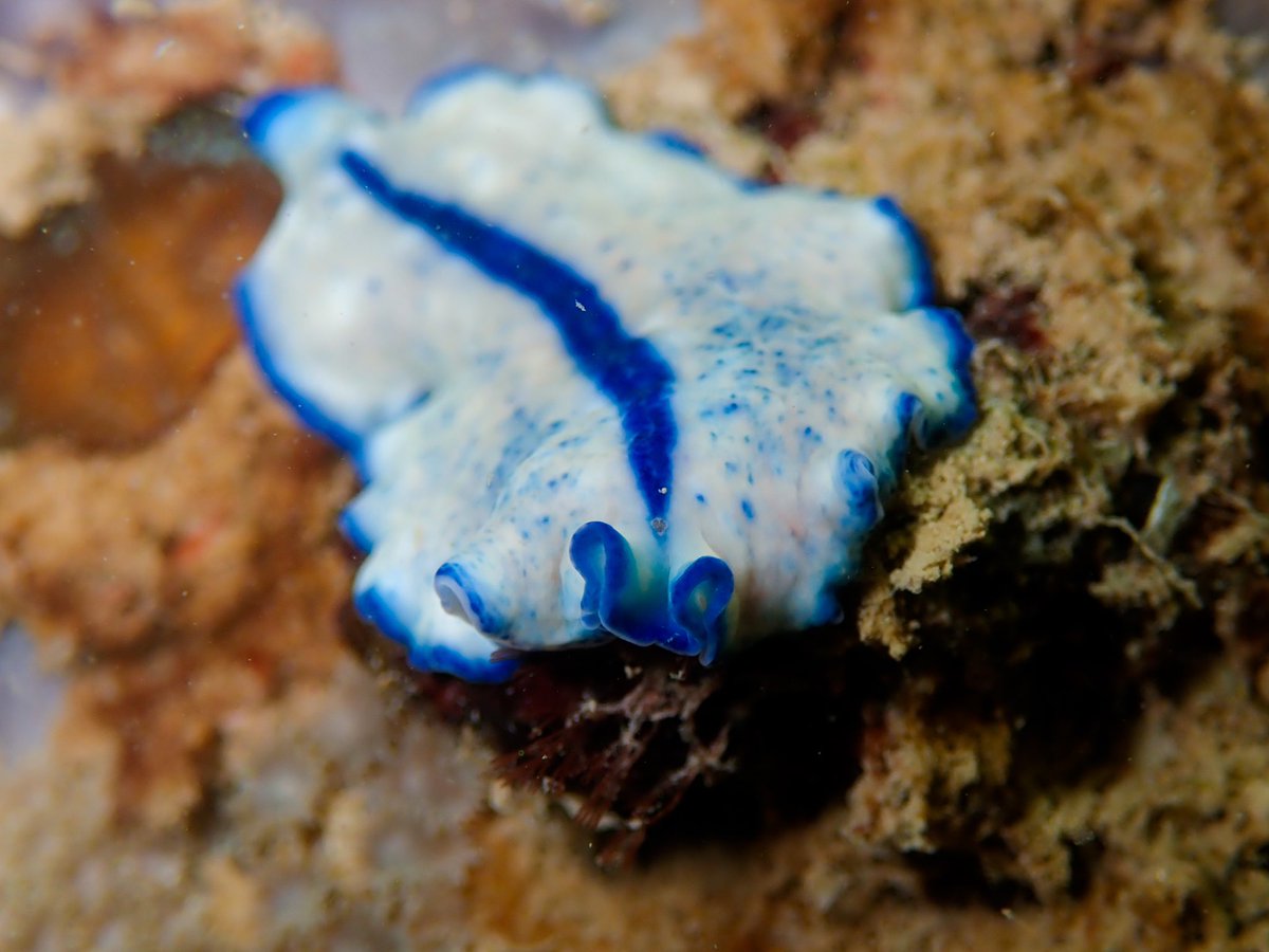 Blue lined flatworm  
#Pseudoceros #concinnus #Elegant #Flatworm #Reef #Intertidal #Tropical
#Underwater #Wildlife #Animal #Mollusc #Photography #NatGeo #YourShot
#Photogroffee