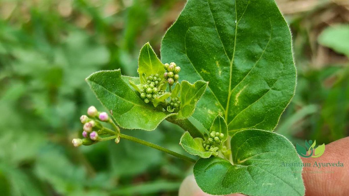AnantamAyurveda's tweet photo. How to Use #Punarnava #Powder?
The dried #roots or #leaves can be ground into a fine powder. Consume half a teaspoon of powder with warm water or #honey daily to enjoy its benefits.
#Capsules or #Tablets
#Decoction
#Juice
Punarnava Mandur #Ingredients
https://t.co/71xeNk1ub5 https://t.co/xGVfxmWIja