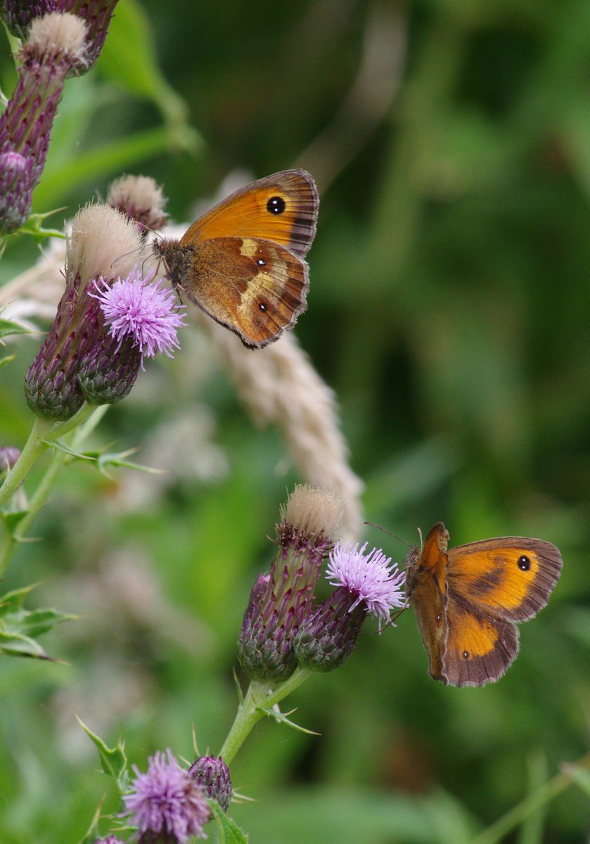 JNCC_UK's tweet photo. #WeAreRecruiting for an Evidence Impact Specialist to investigate where new technologies &amp; approaches can help provide evidence needed to meet #NaturePositive2030 vision. You’ll work with a range of stakeholders &amp; lead on delivery of projects
https://t.co/XRcFnX5hAI Closes 3 Sept https://t.co/DTDvpS2wYx