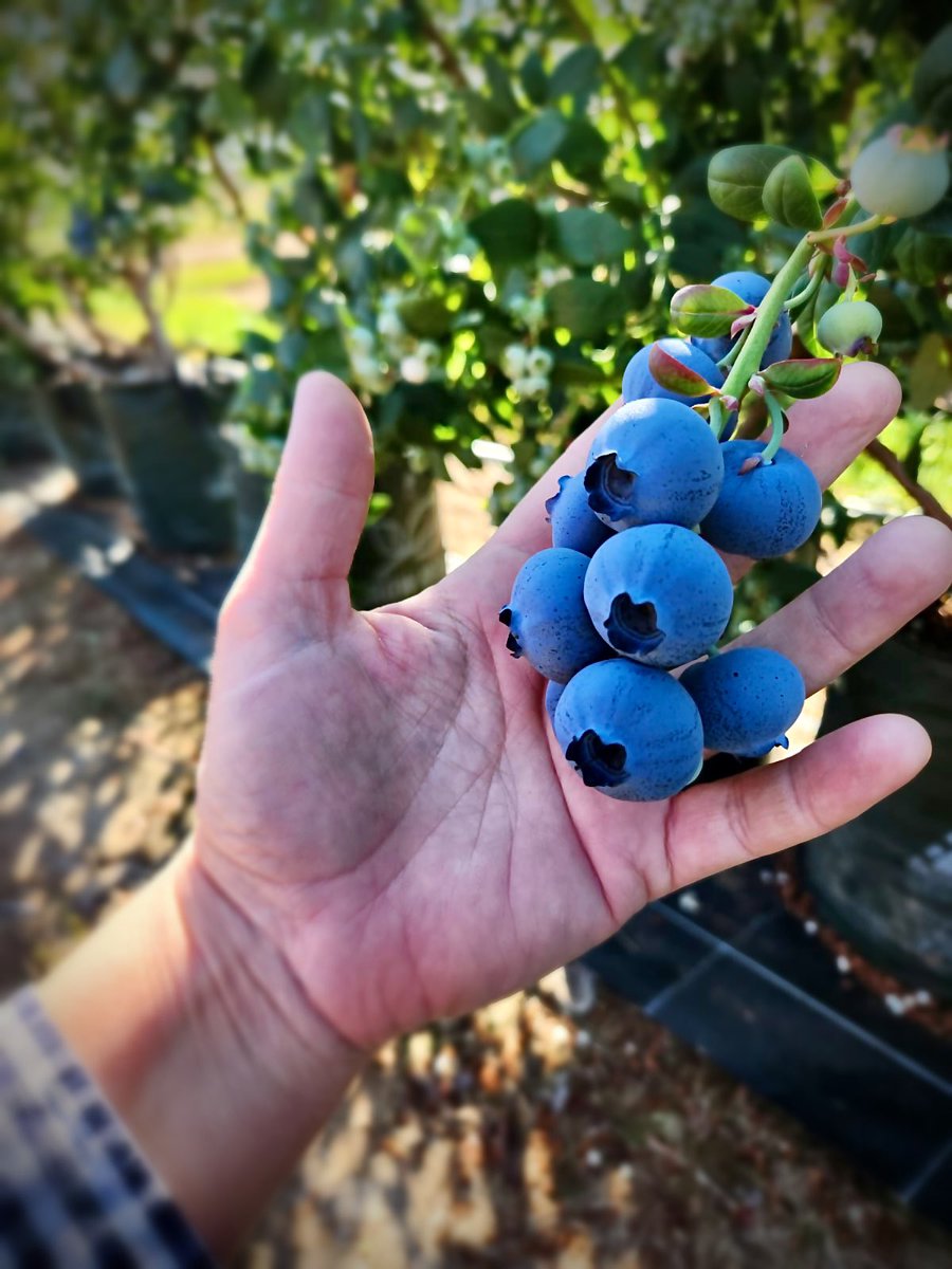 #Blueberries
