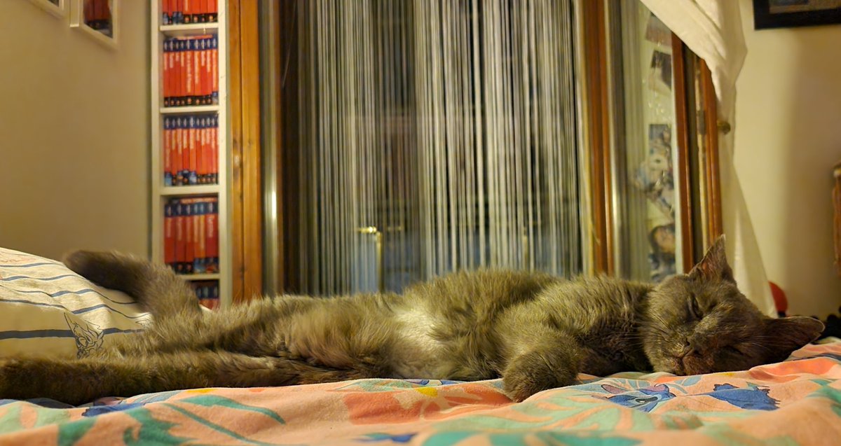 rumba_magica's tweet image. Stanotte mi sono svegliata e Desmo dormiva accanto a me, lungo lungo con la testa sul cuscino. Non l'aveva mai fatto prima che io sappia. Ultimamente la sera dopo cena lo trovo spesso al mio posto e secondo me è un buon segno: tutto ciò che è mio è suo, tutto ciò che è suo è suo