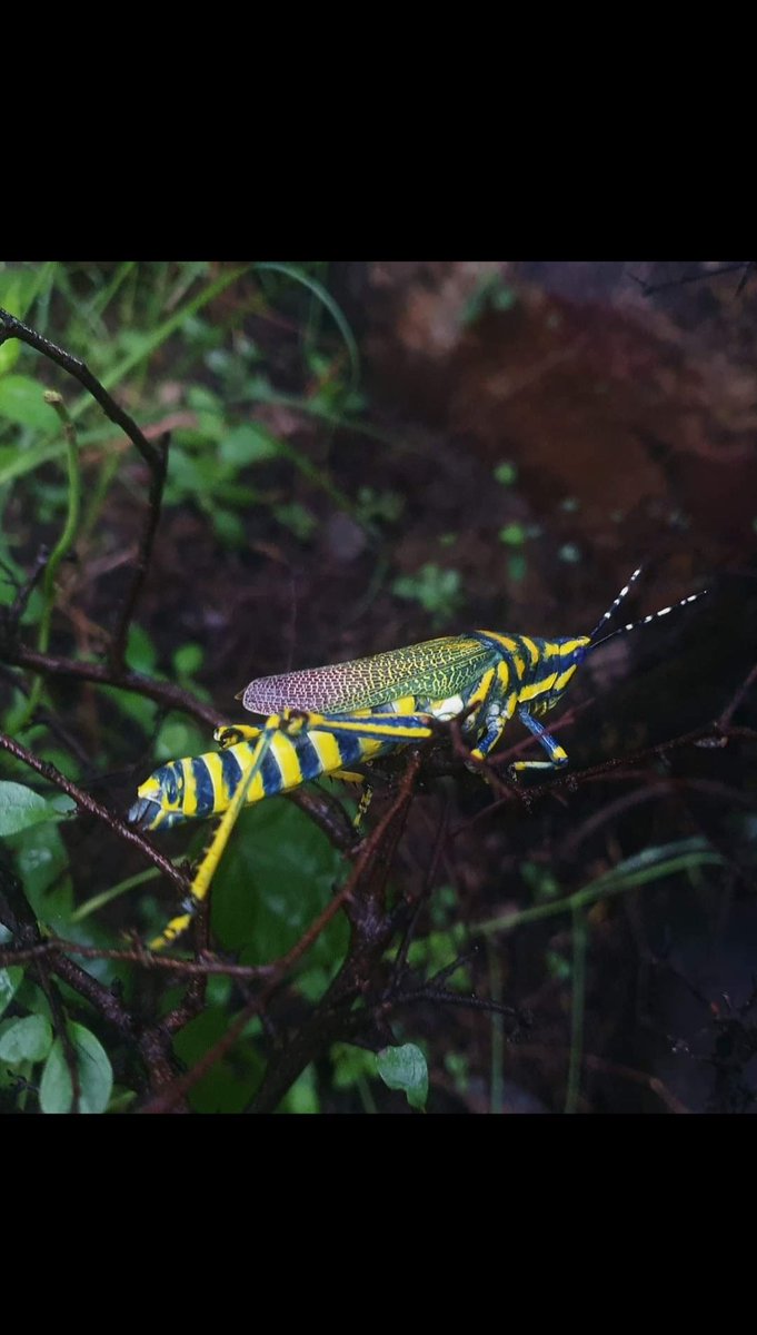 Sensounet's tweet photo. @PurveeRaj @INSECT @insectweek @InsectsUnlocked https://t.co/Z945vgzGx4