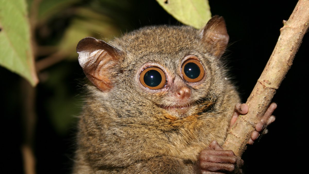 📢Job alert, Please spread the word I may be able to hire a #postdoc for 1 year. If you are interested in exploring the phylogeography of Sulawesi Tarsiers, write to lhageman@uni-mainz.de. Experience with #Genomics or #Primatology is a plus. Foto by Stefan Merker