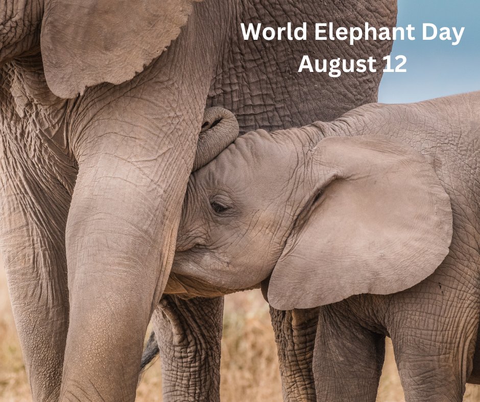 World Elephant Day 12 August
See what you can do to help. #Signpetition #donate  #SpreadTheWord 
 worldelephantday.org #worldelephantday via <a href="/wrldelephantday/">World Elephant Day</a> 
#elephants #elephantlove #conservation