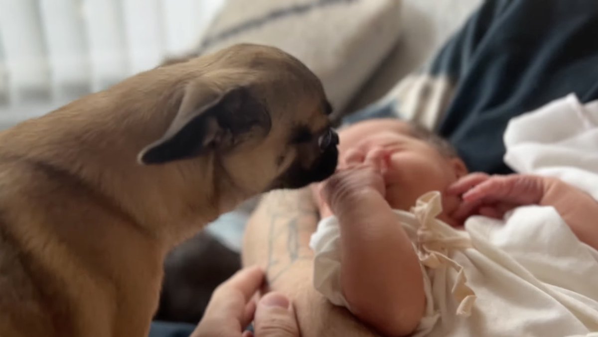 Dexerto's tweet photo. PewDiePie uploads his first vlog since the birth of baby Björn https://t.co/rRv9Emn9Ul