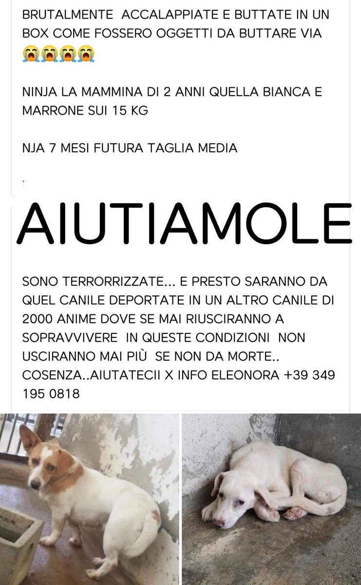 FiorellaArcodi1's tweet photo. Creature senza colpa buttare a morire
🤦😭😭😭😭 https://t.co/AeroU9rd5L