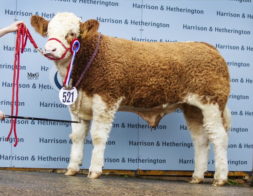 British Simmental tweet media