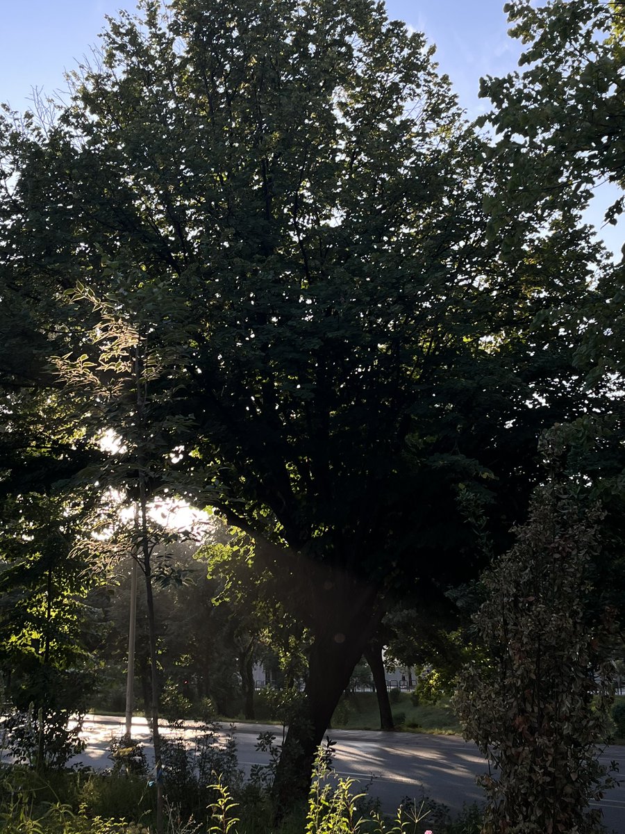 GM 𝕏 sunshine seekers!🌤️

• In a world where you can be anything, choose to be kind, for it's a language understood by all.

• Small actions, big impact!
🙆🏻‍♂️🌳🤍