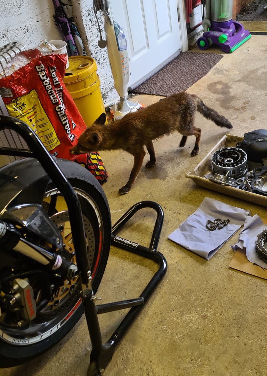 Arry069's tweet photo. @ChrisGPackham @homeraway54 Hey @ChrisGPackham ... not quite Fox of the day (#FoxOfTheDay) but this little one just wandered into my garage to get out of the rain. Had a sniff about and a look round and chilled out for a bit. I was amazed and proper chuffed. He then just wandered off when he'd had enough. https://t.co/Wt5Dfm589W