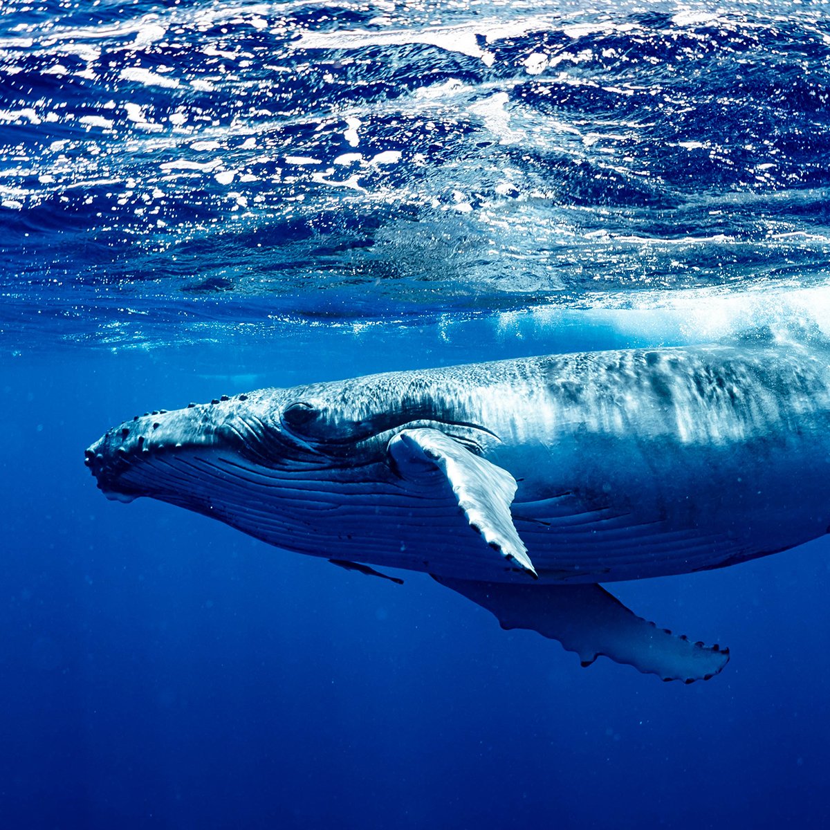 Would you like to be able to enjoy the presence of dolphins and whales 🐬?

In that case enjoy whale and dolphin watching in Lanzarote. 

Find out more on our website. ⬇️⬇️☀️

lanzarote.com/negocios/wewha…