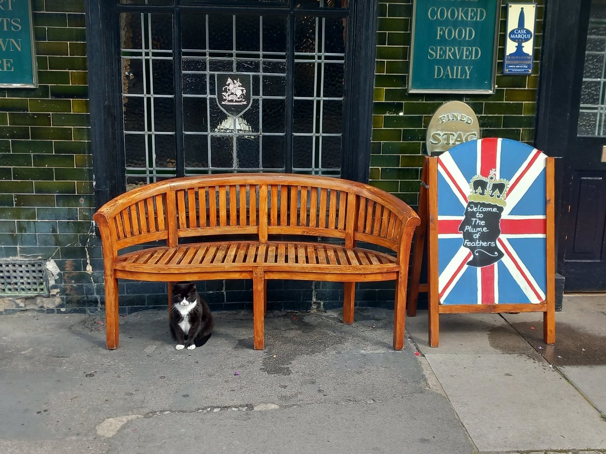 The Plume of Feathers pub cat in Greenwich #pubcat #Greenwich 😸😻😽