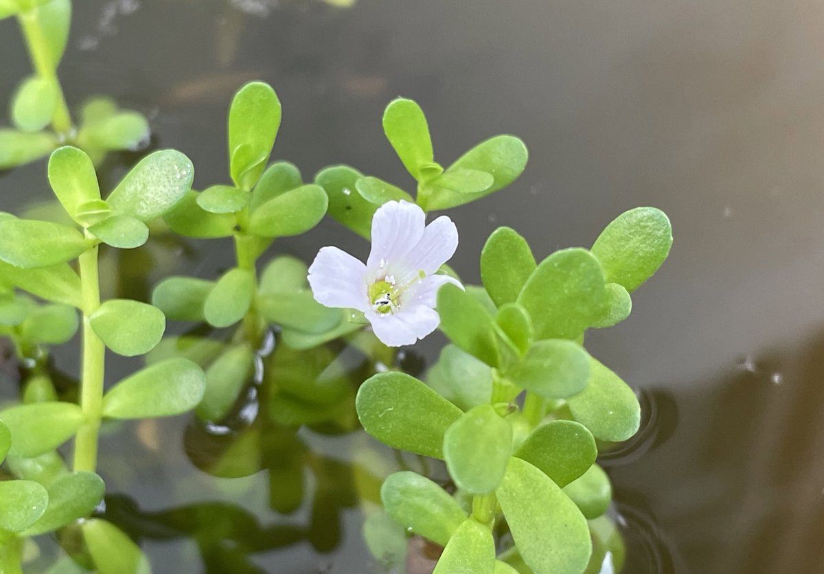 CanisPariah's tweet photo. Bacopa in the bloom amidst Indian monsoon !

#Brahmi #BacopaMonnieri #ContainerPond #Wetlands #monsoon #floraofindia #IndiAves #natgeoindia https://t.co/D07y56f1kf