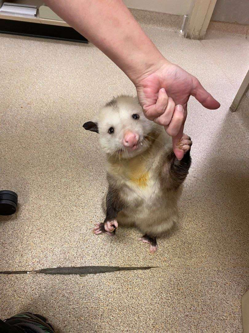 possumgoo's tweet photo. I got friends in low places https://t.co/ZNbY1aQEqI