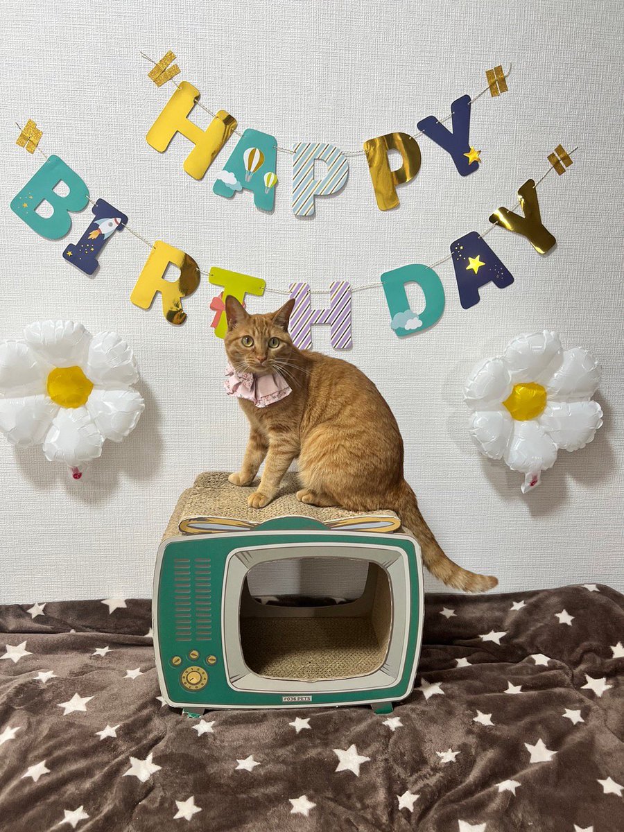 aya811s's tweet photo. あやちゃん🐈
お誕生日とおうち記念日♡
お誕生日がわからないので
毎年一緒にお祝い🎂✨
毎日癒してくれてありがとう。
３歳おめでとう😌🤍🤍
#猫　#保護猫　#愛猫　#あやちゃん #猫好きさんと繋がりたい　#茶トラ
#お誕生日　#おうち記念日　#おめでとう https://t.co/vuZrGVv5X9