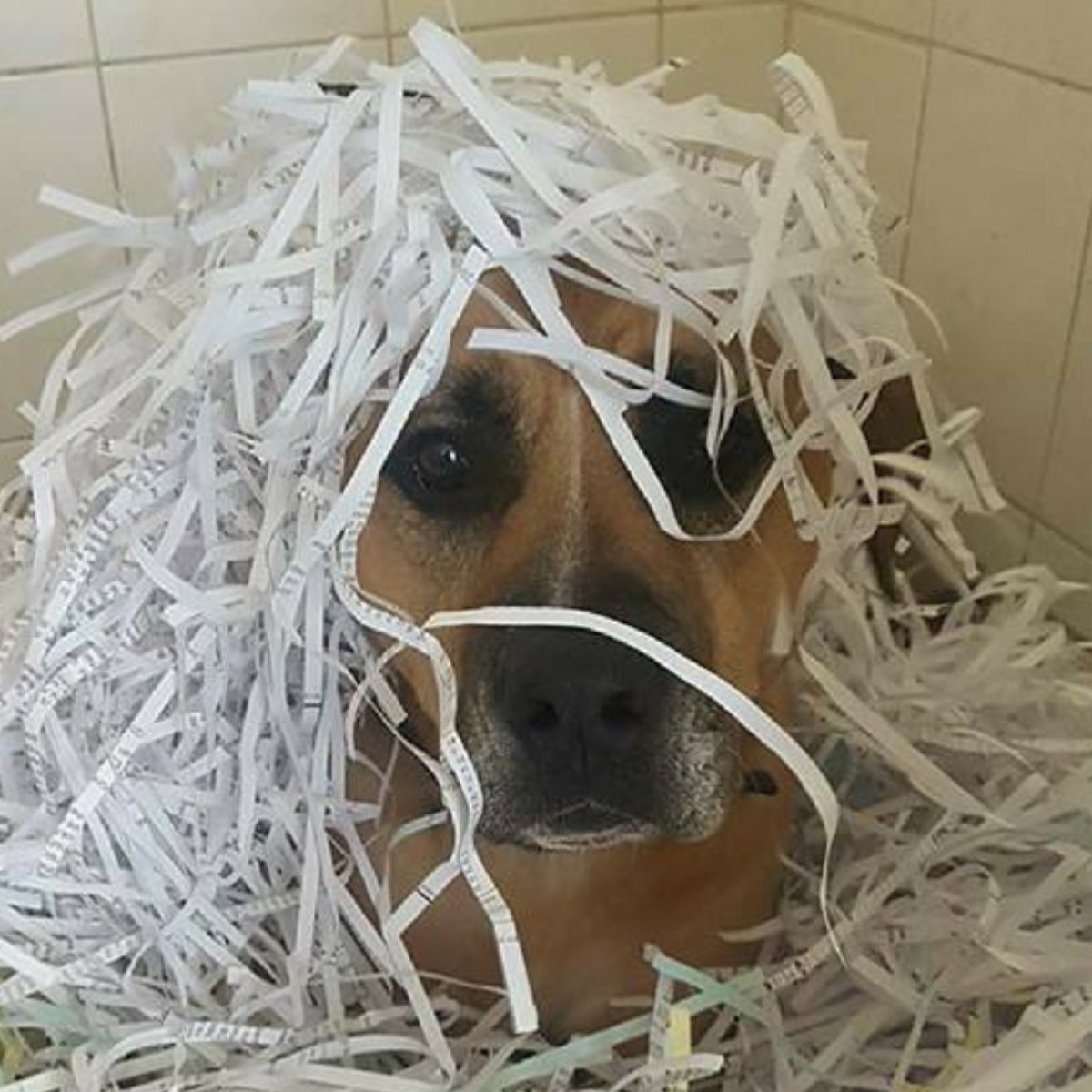 EdinDogCatHome's tweet image. We use shredded paper to provide cosy, sustainable and easily cleanable bedding for some of our pups, but we’re currently running very low on supplies.

Please drop them into our Home at 26 Seafield Road East and spread the message 📰💚