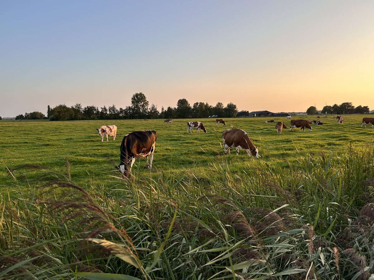 Ton de Gans tweet media