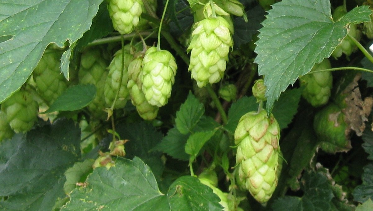 Olicana hops are amazing in a modern style beer. With the notes of passion fruit, grapefruit, and floral hints, Olicana adds a refreshing twist to your homebrew. Order your Olicana hops from here: stocksfarm.net/shop/hop-varie… #homebrewhops #britishhops #hops #craftbeer #freshfromfarm