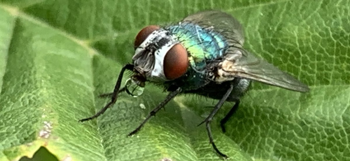 Funkelschoen's tweet photo. #Fliegtierchen hat seinen eigenen Wasservorrat dabei.☺️ sehr interessant….
#Naturephotography #nature #Natur #Garten #Insekten #Fliege mit #Wassertropfen https://t.co/00fhnx1rMF