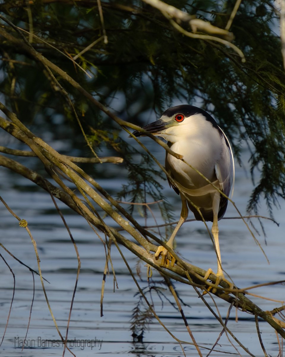 A Black-crowned Night-Heron wrapping up its nightly hunt.
#boisdarcwma #boisdarclake #arkansasgameandfish #arkansaswildlifephotography #arkansasbirds #arkansasphotographer #thenaturalstate #wonderfularkansas #wonderfularkansasmember #sonyalpha #sony200600 #topazphotoai