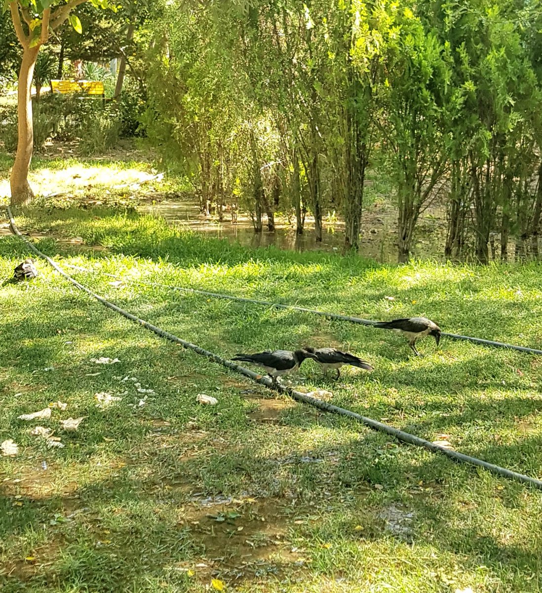 PattraMarya's tweet photo. #Happy Friday 🤩🤩
I'v started it with watching
This #kind of #Partnership.
I hope it happens to you 😍
#Flying_Kiss
#Flyers #photography #photo #NFT #nature #morning #mobile_graphy #park #walking https://t.co/njdxiXGH08