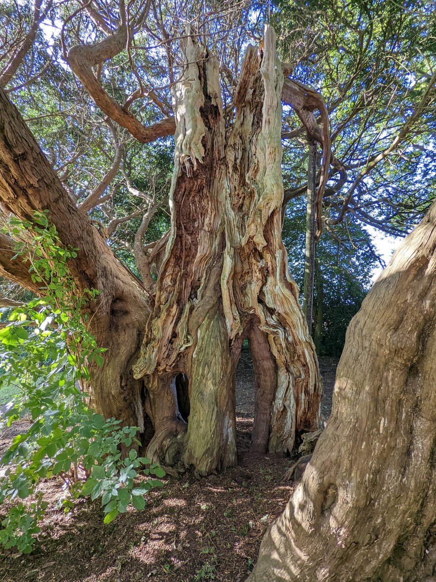 Amia_Cat's tweet photo. Further adventures from yesterday's @SlowWaysUK bimble. (#Faversham to #Ashford)
The #Badlesmere to #Molash stretch was tough with hidden signs, nettles & holly (ouch) & blocked footpaths (I'll review this fully on the website). But also yews, views & fungi.
#greenpilgrimage https://t.co/RwlWsuiZgf