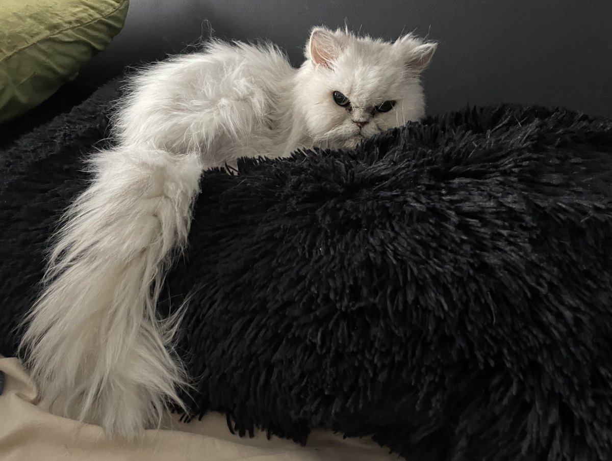 StefanieGD⚔️ tweet media