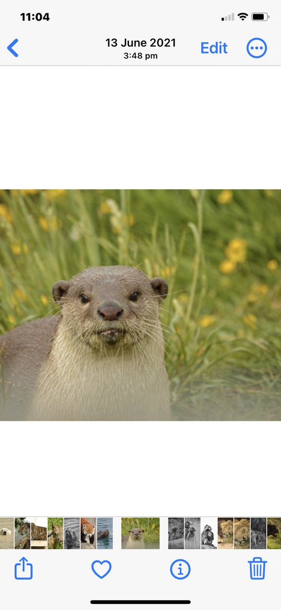evanselise_'s tweet photo. No I’m actually going for the animals tomorrow not for the vamps!! https://t.co/CqDxwVyVUT