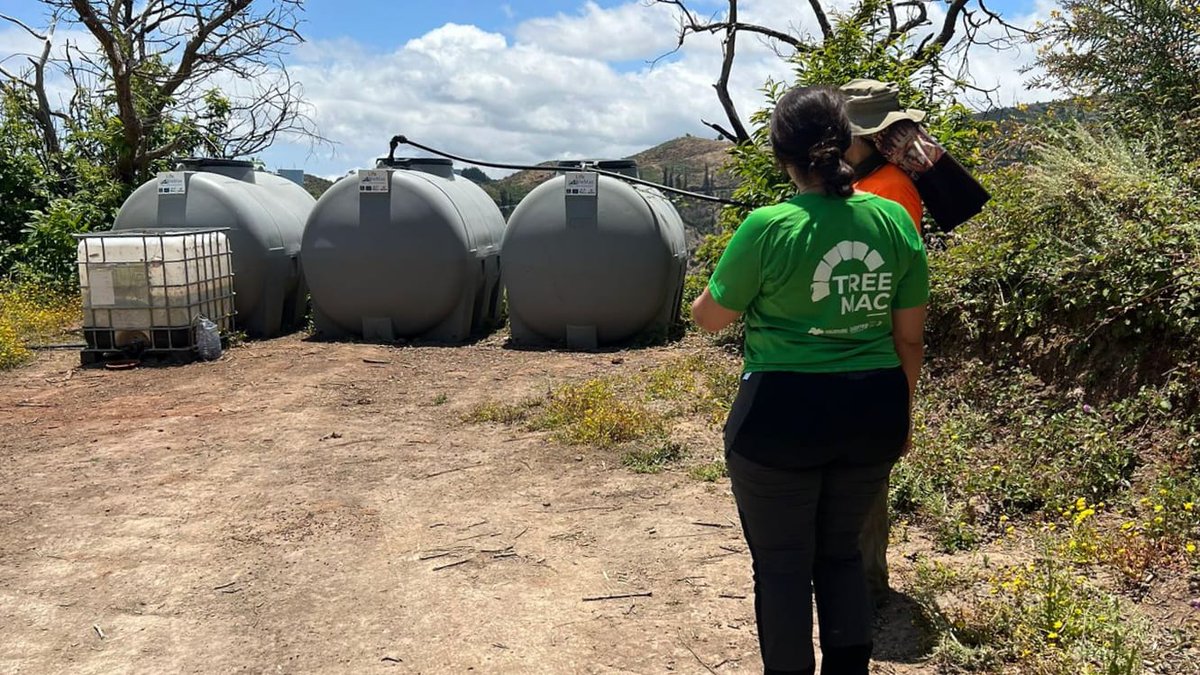 gesplansa's tweet photo. #Biodiversidad | 🤝Nuestro equipo, junto a la Fundación Foresta, los cabildos de Gran Canaria y La Gomera y Ayuntamiento de Adeje, viene trabajando en el proyecto #Treemac. https://t.co/EA0sQsjZvw