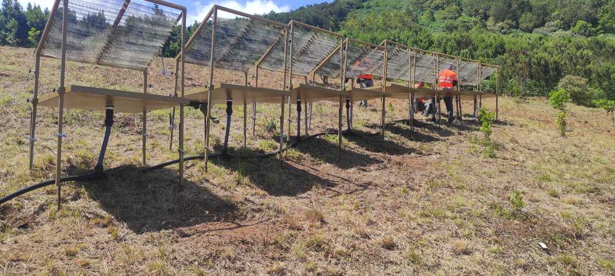 gesplansa's tweet photo. #Biodiversidad | 🤝Nuestro equipo, junto a la Fundación Foresta, los cabildos de Gran Canaria y La Gomera y Ayuntamiento de Adeje, viene trabajando en el proyecto #Treemac. https://t.co/EA0sQsjZvw