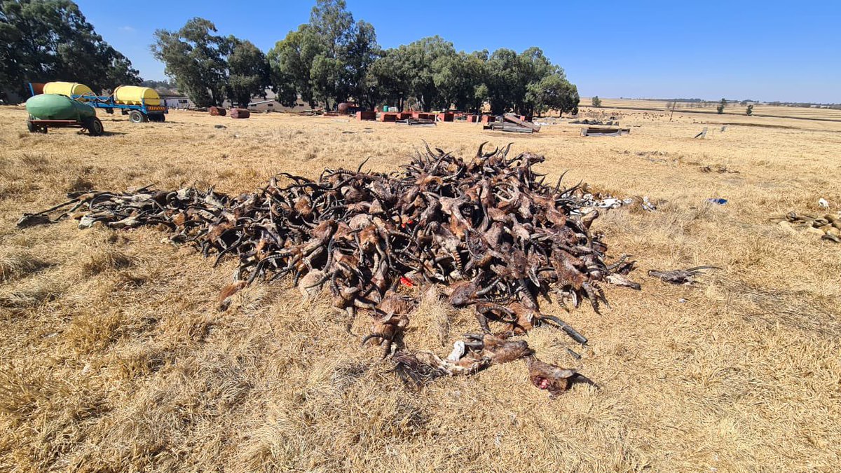 AdvoBarryRoux's tweet photo. FOR IMMEDIATE RELEASE

Dated: 11/08/2023

**Cruel Act by Farmer Shakes Mpumalanga: Call for Urgent Action**

In a shocking act of cruelty that has left the community of Mpumalanga stunned, farmer Paul Grey, widely known as Ndleleni, has ruthlessly burned all the animals on his farm. This reprehensible action comes at a time when he was obligated, as per an agreement with the South African government, to hand over the farm. 

The same individuals, including Grey, have been perpetuating a baseless narrative about a so-called "white genocide" in South Africa, tarnishing the country's reputation on the global stage. It is imperative that such false narratives are countered with truth and justice.

We urgently call upon the SPCA (Society for the Prevention of Cruelty to Animals) and all relevant stakeholders to intervene in this matter. We cannot let such a tragic event recur in the near future. The animals deserve justice, and our community demands accountability for this heart-wrenching incident.

Let us stand together, condemning this cruelty, and ensure that the rightful authorities address this issue promptly to prevent further harm to innocent lives.
