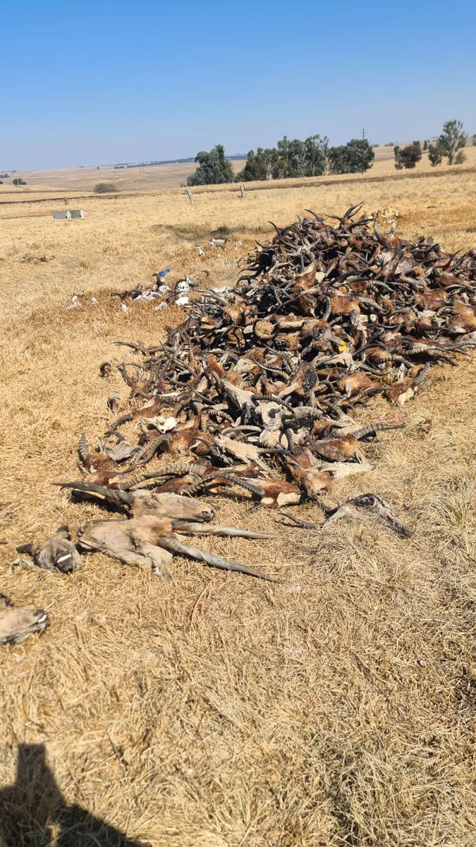 AdvoBarryRoux's tweet photo. FOR IMMEDIATE RELEASE

Dated: 11/08/2023

**Cruel Act by Farmer Shakes Mpumalanga: Call for Urgent Action**

In a shocking act of cruelty that has left the community of Mpumalanga stunned, farmer Paul Grey, widely known as Ndleleni, has ruthlessly burned all the animals on his farm. This reprehensible action comes at a time when he was obligated, as per an agreement with the South African government, to hand over the farm. 

The same individuals, including Grey, have been perpetuating a baseless narrative about a so-called "white genocide" in South Africa, tarnishing the country's reputation on the global stage. It is imperative that such false narratives are countered with truth and justice.

We urgently call upon the SPCA (Society for the Prevention of Cruelty to Animals) and all relevant stakeholders to intervene in this matter. We cannot let such a tragic event recur in the near future. The animals deserve justice, and our community demands accountability for this heart-wrenching incident.

Let us stand together, condemning this cruelty, and ensure that the rightful authorities address this issue promptly to prevent further harm to innocent lives.