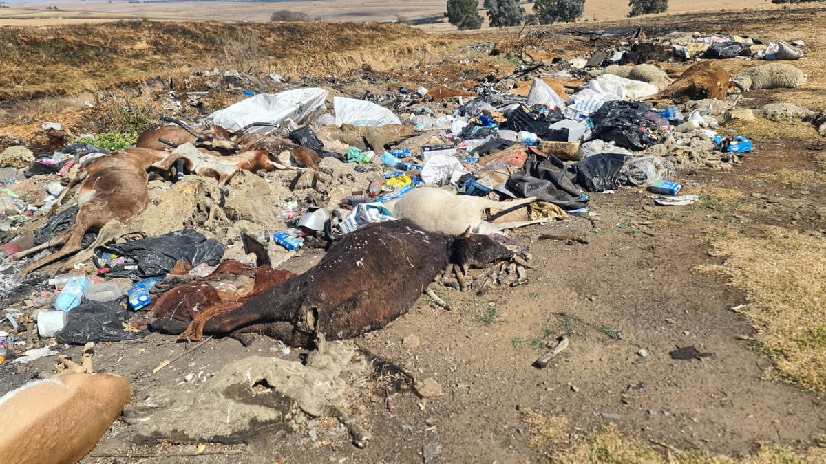 AdvoBarryRoux's tweet photo. FOR IMMEDIATE RELEASE

Dated: 11/08/2023

**Cruel Act by Farmer Shakes Mpumalanga: Call for Urgent Action**

In a shocking act of cruelty that has left the community of Mpumalanga stunned, farmer Paul Grey, widely known as Ndleleni, has ruthlessly burned all the animals on his farm. This reprehensible action comes at a time when he was obligated, as per an agreement with the South African government, to hand over the farm. 

The same individuals, including Grey, have been perpetuating a baseless narrative about a so-called "white genocide" in South Africa, tarnishing the country's reputation on the global stage. It is imperative that such false narratives are countered with truth and justice.

We urgently call upon the SPCA (Society for the Prevention of Cruelty to Animals) and all relevant stakeholders to intervene in this matter. We cannot let such a tragic event recur in the near future. The animals deserve justice, and our community demands accountability for this heart-wrenching incident.

Let us stand together, condemning this cruelty, and ensure that the rightful authorities address this issue promptly to prevent further harm to innocent lives.