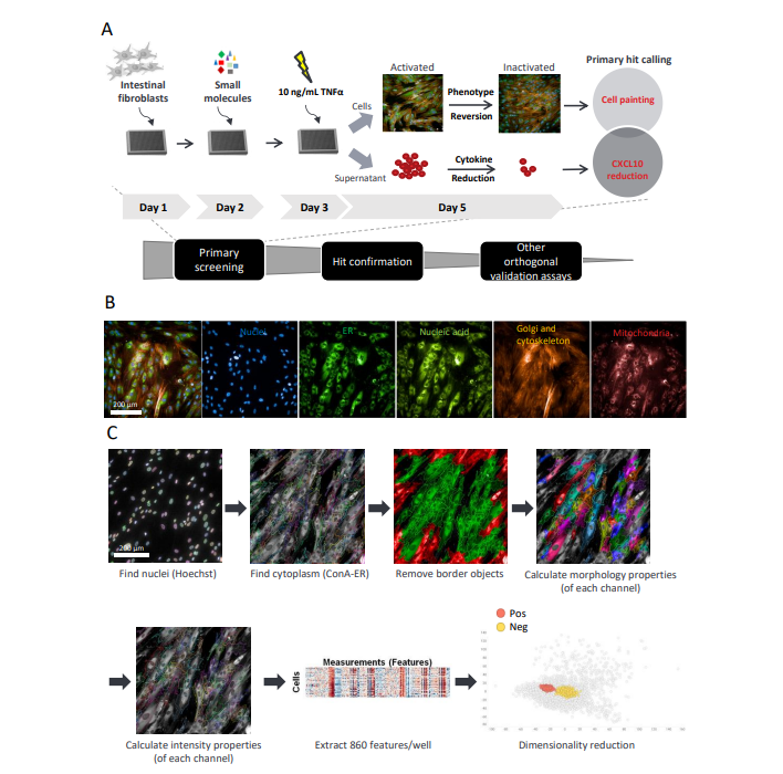 AraceliBio's tweet photo. Happy #fluorescencefriday! Today we're excited to share a #newpublication from @The Broad Institute and @Takeda that integrates #phenotypicprofiling and #biomarker analysis to ID drug targets for #intestinalfibrosis. 

https://t.co/qjPoyTJcbV https://t.co/sOFaAiuq2o