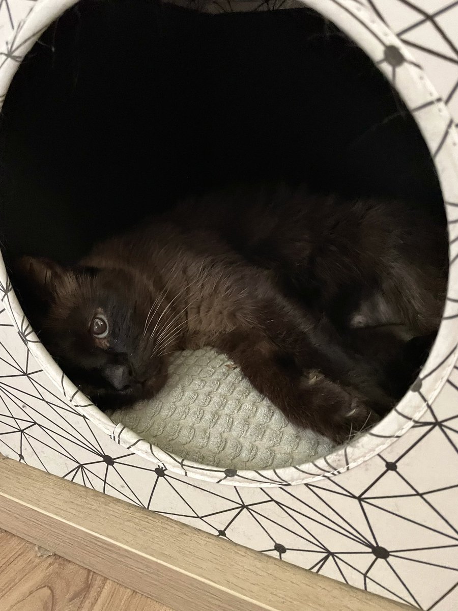 beatrice (& 🌈 benedick) tweet media