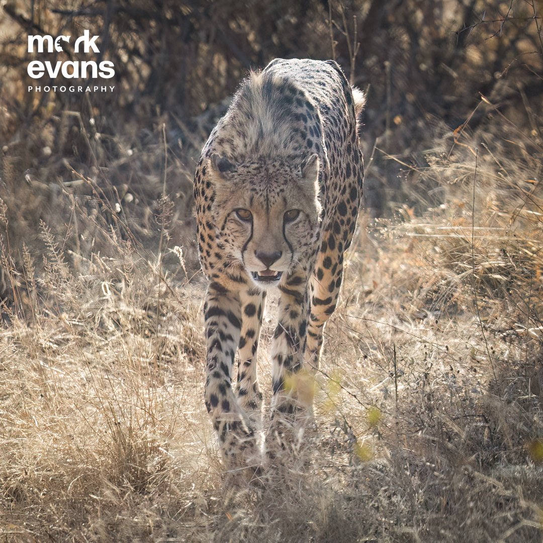 MarkEvansNature's tweet photo. So many 'wow' moments on last months 'African adventure' and this was definitely one of them. Thanks to our amazing guide Phineas. He made sure we were in the right place at the right time to get a glimpse of this beautiful cheetah emerging from the undergrowth. What a privilege. https://t.co/juxdnQ6DRU